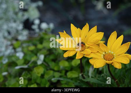 Nahaufnahme von gelben Gazanenblüten, die mit einer Biene in der Mitte blühen. Hochwertige Fotos Stockfoto