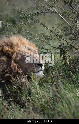 Männlicher Löwe mit voller Mähne in hohem Gras unter einem Dornbusch in der Serengeti, Tansania, beleuchtet von warmem natürlichem Licht. Stockfoto