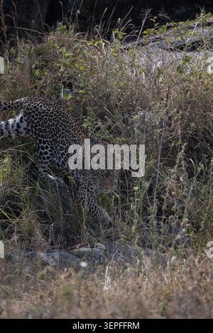 Leopard, der durch hohes Gras und Felsen hinabsteigt, während er im Serengeti-Nationalpark in Tansania Beute verfolgt. Stockfoto