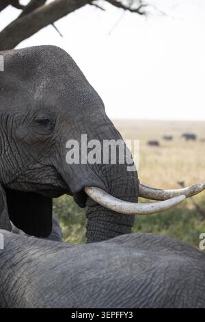 Nahporträt eines afrikanischen Elefanten mit geschwungenen Stoßzähnen im Schatten, mit der Serengeti-Ebene im Hintergrund, Tansania. Stockfoto