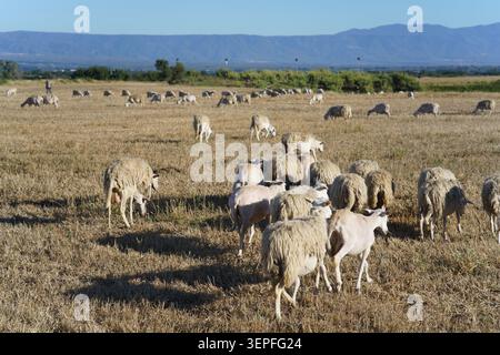 Große Schafherde, die auf trockenem Feld weiden, mit fernen Bergen im Hintergrund in der Nähe von San Calogero in Kalabrien unter klarem blauem Himmel. Stockfoto