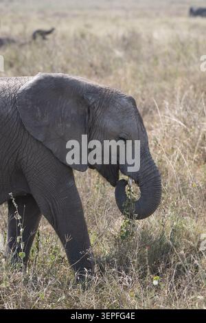 Junger afrikanischer Elefant, der sich mit seinem Stamm ernährt, während er durch hohes Gras in der Savanne der Serengeti in Tansania spaziert. Stockfoto