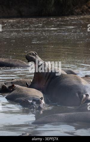 Eine große Gruppe von Flusspferden ruht in einem Flussbecken, wobei ein Nilpferd seinen Mund weit öffnet, während untergetauchte Begleiter ihn in der Serengeti umgeben. Stockfoto