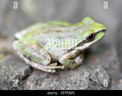 Ein Sierran Treefrog auf einer rauen, verwitterten Felsoberfläche. Santa Teresa County Park, Santa Clara County, Kalifornien. Stockfoto