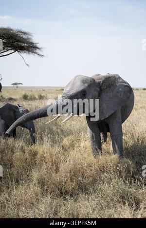 Afrikanischer Elefant mit ausgedehntem Stamm und Stoßzähnen, der neben einem jungen Kalb im Grasland der Serengeti in Tansania steht. Stockfoto