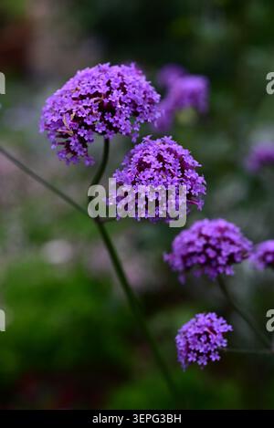 Purpletop Eisenkraut (Verbena bonariensis) Blüten. Verbenaceae perennial. Er produziert im Sommer rötlich-violette Blüten in Zymosenblüten. Stockfoto