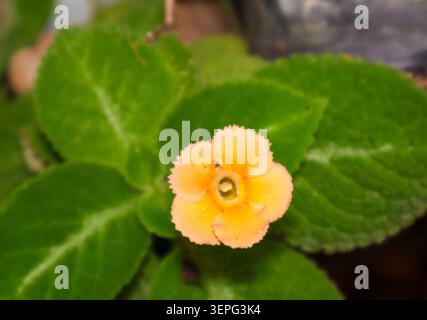 Zarte orange Blüten inmitten leuchtend grüner Blätter. Die Blütenblätter biegen sich sanft nach außen mit zarter, verschwommener Textur. In der Mitte zeigt sich eine hellgelbe Kehle, Stockfoto