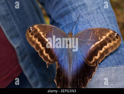 Der Schmetterling liegt sanft auf Denim. Warme braune Flügel, sanfter blauer Schimmer. Ruhiger Moment, ruhige Verbindung. Perfekt für Natur, Ruhe oder Tierwelt Stockfoto