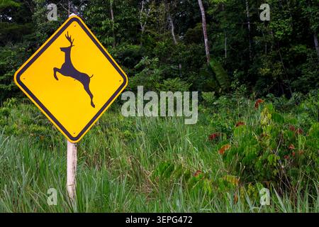 Ein leuchtendes gelbes, diamantförmiges Warnschild mit der schwarzen Silhouette eines springenden Hirsches Stockfoto
