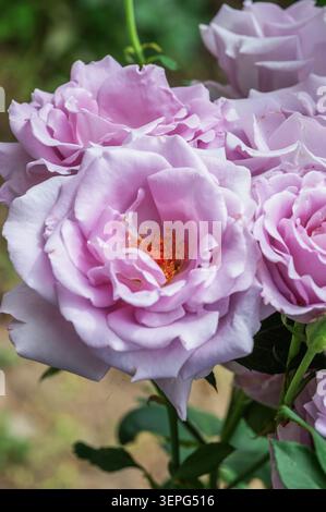 Zarte Lavendelrosen in voller Blüte Stockfoto