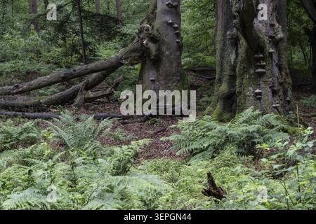 Dornfarn (Dryopteris carthusiana) im Wald, Emsland, Niedersachsen, Deutschland Stockfoto
