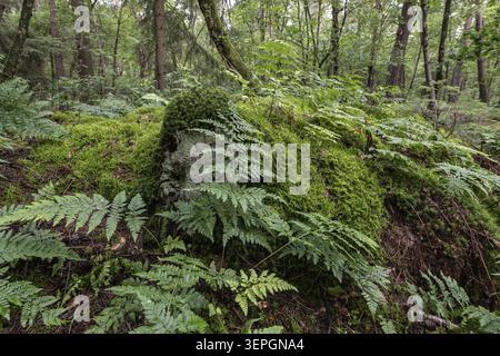 Dornfarn (Dryopteris carthusiana) im Wald, Emsland, Niedersachsen, Deutschland Stockfoto