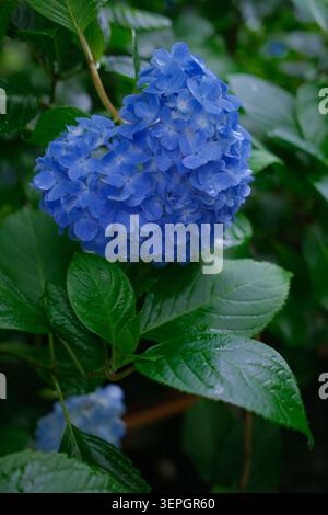 Hortensie nach Regen Stockfoto