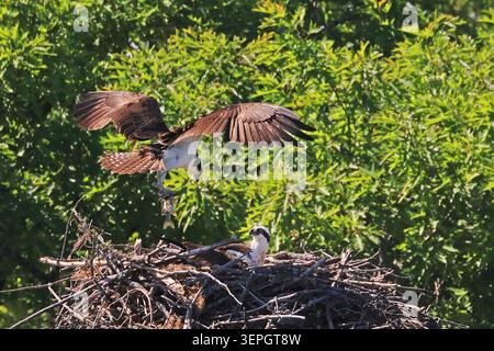 Osprey landet auf dem Nest mit grünem Laub Hintergrund Stockfoto