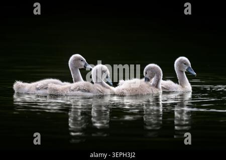 Vier sehr junge Zygneten (Babyschwäne) sind abgebildet, die auf dunklem Wasser schwimmen Stockfoto