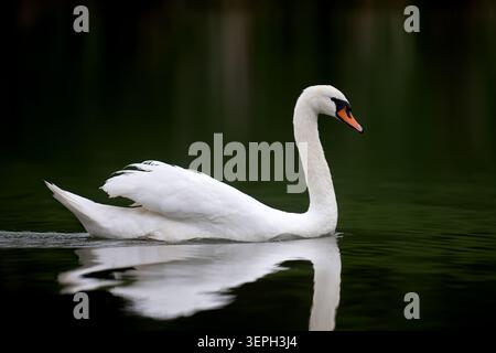Weißer Schwan, der auf dunklem Wasser ruht. Elegantes Vogelporträt, Minimalismus, ruhiges und friedliches Naturkonzept Stockfoto