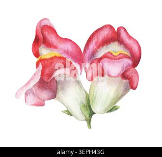 Aquarell snapdragon rosa Blumen botanische Illustration. Handgezeichnete antirhinum majus Blüte mit leuchtendem Blütenblatt. Blumendesign für Hochzeitseinladungskarte. Natürliche Dekoration für Botanik-Postkartenkunst. Stockfoto