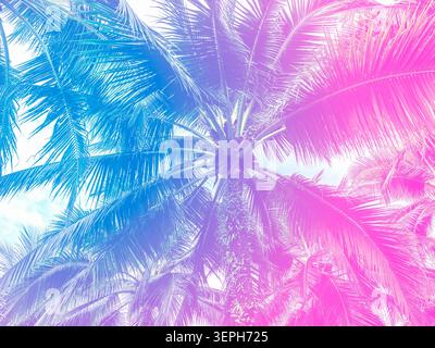 Cooler abstrakter Sommerpalmenhintergrund mit tropischen Kokosnussblättern mit leuchtenden Blau- und Rosa-Farbtönen, die eine trendige Urlaubsatmosphäre schaffen Stockfoto