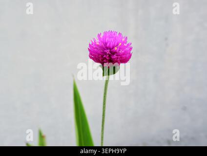 Leuchtend violette Globus Amaranth Blume vor grauer Wand mit Kopierraum in Jakarta, Indonesien. Stockfoto