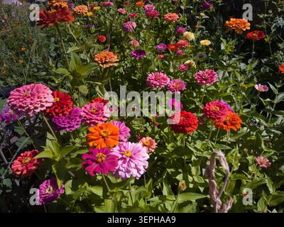 Pulsierendes Feld der farbenfrohen Zinnia elegans Blumen, die in einem Sommergarten blühen, dichter floraler Hintergrund. Stockfoto