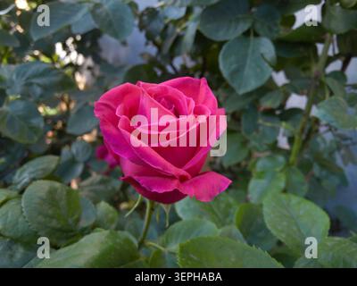 Schöne rosa Rosenknospe in voller Blüte, Nahaufnahme einer hybriden Teerose in einem Garten mit grünem Blätterhintergrund. Stockfoto