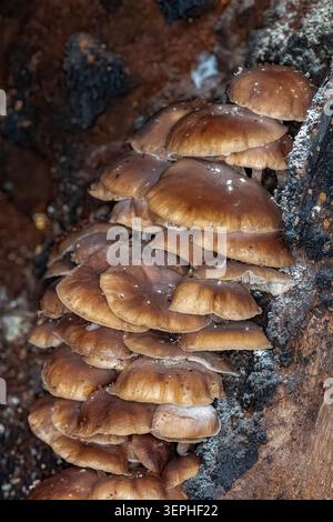 Flammulina Velutipes, Velvet Shank, Dandenongs NP, Victoria, Australien Stockfoto