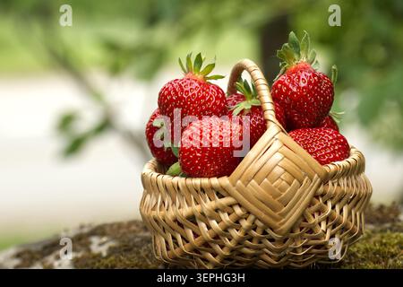 Eine Nahaufnahme zeigt einen bezaubernden, gewebten Korb voller leuchtender roter Erdbeeren vor einem weichen, unscharfen natürlichen Hintergrund Stockfoto