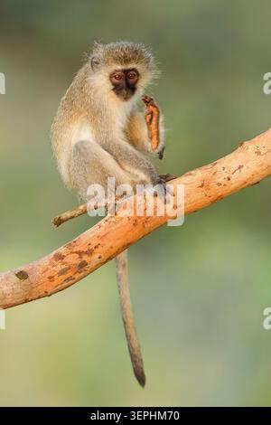 Ein kleiner Eisenkraut (Cercopithecus aethiops), der in einem Baum sitzt, Südafrika Stockfoto