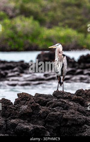 Ein großer blauer Reiher, der auf zerklüfteten vulkanischen Felsen entlang einer Küstenlagune thront und elegantes Gefieder in seinem natürlichen Inselhabitat zeigt. Stockfoto
