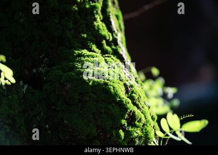 Makroaufnahme von weichem grünem Moos, das auf einer strukturierten Baumrinde wächst, natürlichem organischem Hintergrund mit schönem Sonnenlicht und Schatten. Leuchtendes Grün Stockfoto