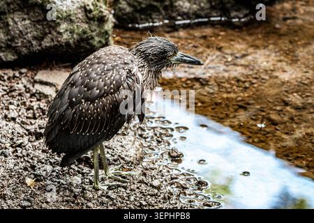 Jungreiher (Butorides sundevalli) auf vulkanischen Felsen neben einem flachen Gezeitenbecken auf den Galapagos-Inseln in Ecuador. Dieser endemische Vogel Stockfoto