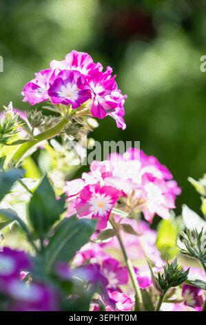 Abstrakte Ölmalerei mit magentafarbenen Dianthus-Blüten im scharfen Fokus, mit verschwommenen rosa und weißen Blüten im Vordergrund, impressionistische Botanik Stockfoto
