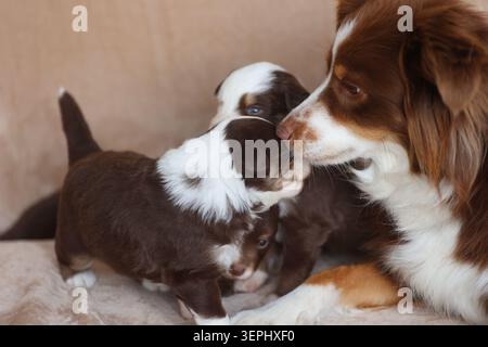 Eine Mutterhund liegt mit ihren Welpen auf einer Couch Stockfoto