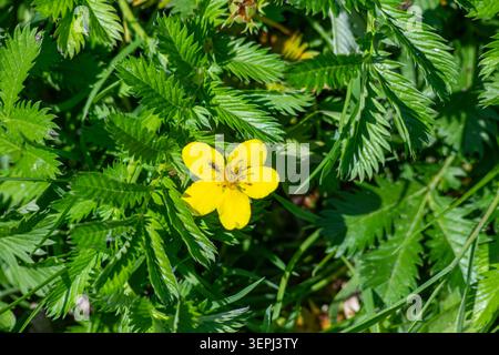 Gelbe Blütenblätter von Silverweed blühen inmitten von leuchtend grünen Blättern auf einer Wiese, die die komplizierte Struktur der Pflanze unter hellem Sonnenlicht hervorheben. Stockfoto