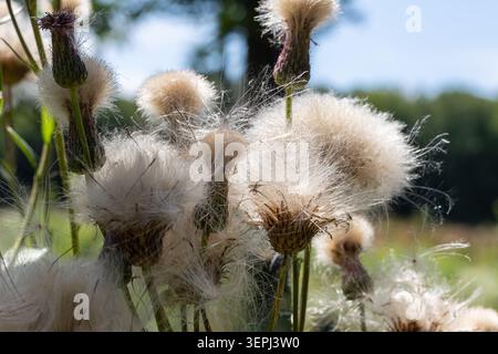Kriechende Distelblüten und ihre flauschigen Samen füllen den Vordergrund, beleuchtet von der Mittagssonne in einem üppigen grünen Feld, das die Essenz des Summs einfängt Stockfoto