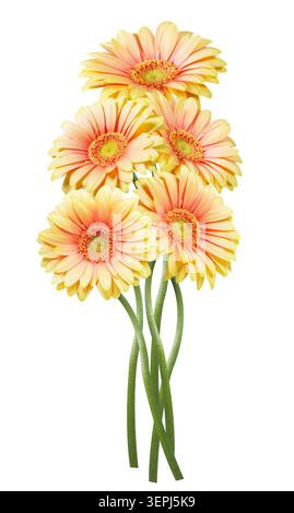 Nahaufnahme eines Bündels bunter Gerbera-Blumen isoliert auf weißem Hintergrund Stockfoto
