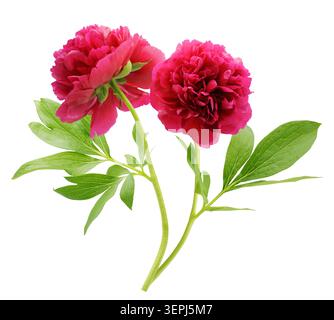 Ein paar rote Pfingstrosen Blumen mit Blättern isoliert auf weißem Hintergrund Stockfoto