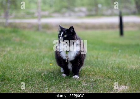 Schwarz-weiße langhaarige Katze, die am Sommertag in einem Hinterhof spaziert Stockfoto