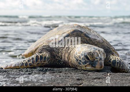 Hawaiianische Grüne Meeresschildkröte (Chelonia mydas), auch bekannt als Honu, ruht auf einem schwarzen Sandstrand auf Hawaiis Big Island. Stockfoto