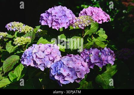 Lila blühende Hortensie (Hortensie macrophylla) mit grünen Blättern auf schwarzem Hintergrund. Stockfoto