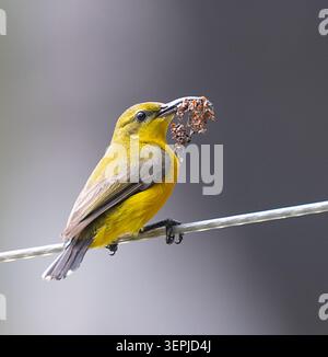 Sahul Sunbird (Cinnyris frenatus) mit Nistmaterial im Schnabel, Cairns, Far North Queensland, Australien Stockfoto