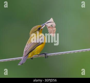 Sahul Sunbird (Cinnyris frenatus) mit Nistmaterial im Schnabel, Cairns, Far North Queensland, Australien Stockfoto