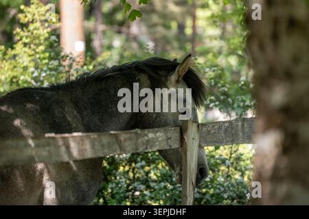 Ein Pferd mit dunkler Mähne steht ruhig hinter einem verwitterten Holzzaun auf einer schattigen Auenweide Stockfoto