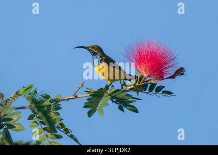 Männlicher Sahul-Sunbird (Cinnyris frenatus), der auf einer roten Puderpuffer-Blume thront, Cairns, Far North Queensland, Australien Stockfoto