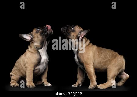 Zwei französische Bulldog-Welpen stehen und schauen zusammen auf schwarzem Hintergrund, Studio-Porträt Stockfoto