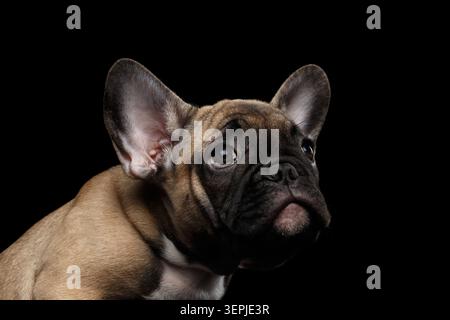Französischer Bulldog-Welpe Nahaufnahme frontales Porträt auf schwarzem Hintergrund, Studioaufnahme Stockfoto