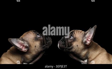Zwei französische Bulldog-Welpen sitzen und schauen zusammen auf schwarzem Hintergrund, Studio-Porträt Stockfoto