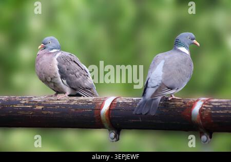 Zwei gemeine Holztaube (Columba palumbus) mit einem sternförmigen Ausdruck, der auf einem Ast sitzt Stockfoto