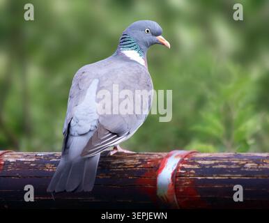 Gemeine Holztaube (Columba palumbus) mit einem sternförmigen Ausdruck, der auf einem Ast sitzt. Stockfoto