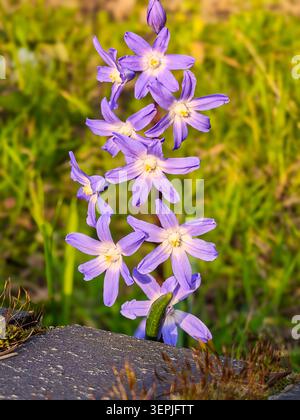 Nahaufnahme von hellvioletten, sternförmigen Blüten (Glory of Snow), die zwischen Gras und Moos im warmen Abendlicht wachsen, Norfolk, England. Stockfoto